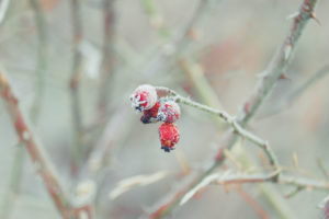 Close-up of rose hip branch with hoarfrost Close-up of rose hip branch with hoarfrost